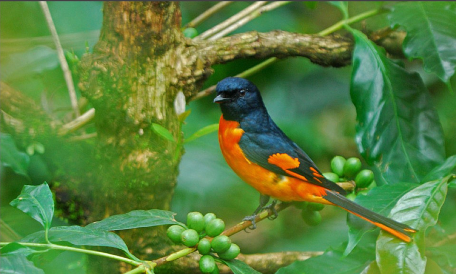 Orange Minivet on coffee plant, Western Ghats